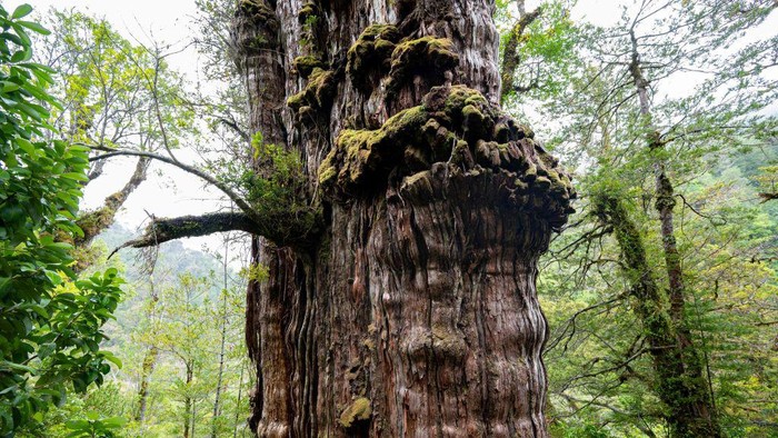 penampakan-pohon-tertua-di-dunia-berusia-lebih-dari-5000-tahun